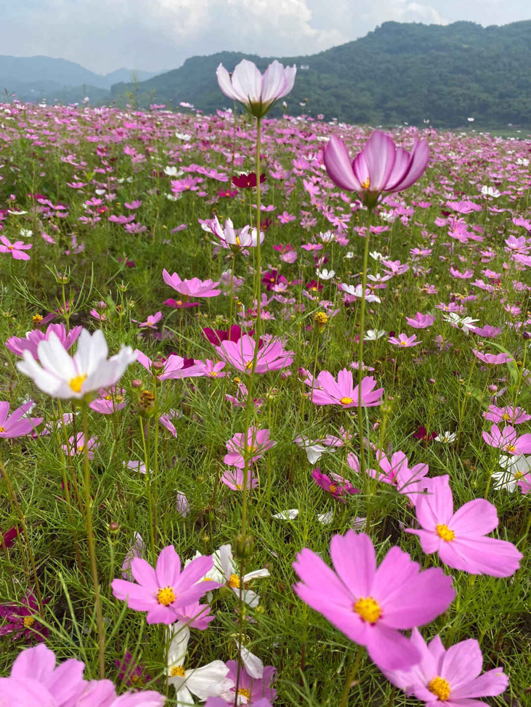 木洞花海图片