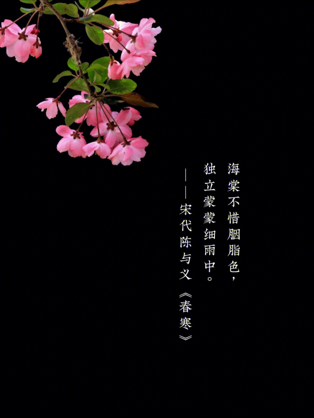 描写海棠花的诗句图片