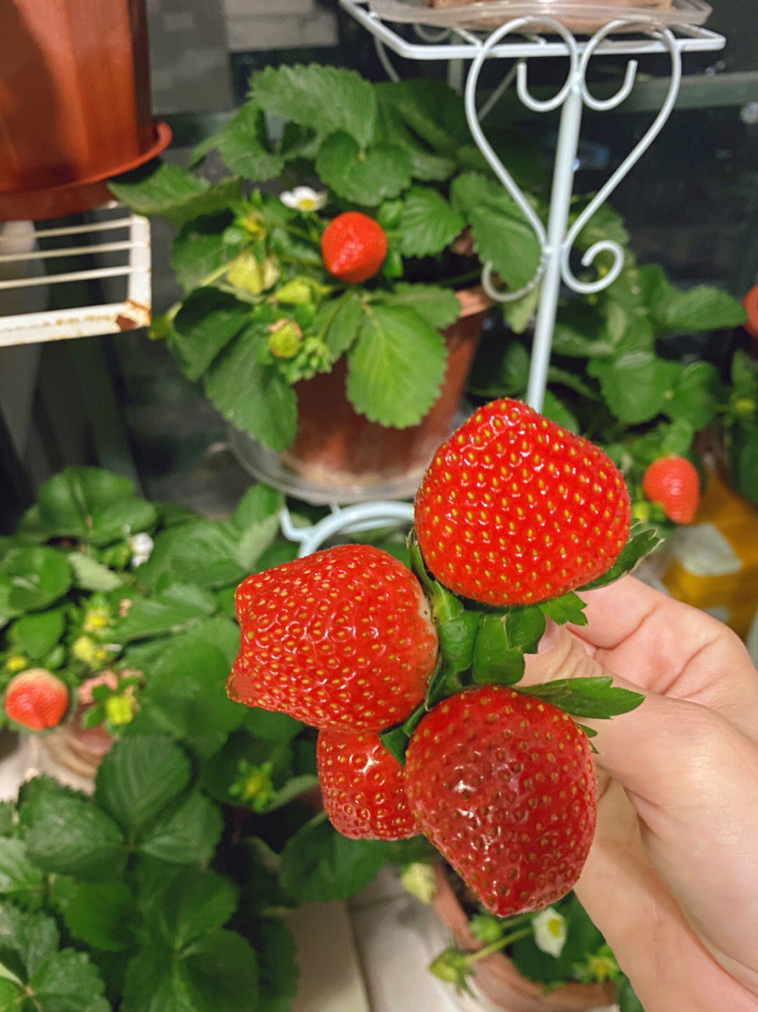 娜家小花园草莓图片