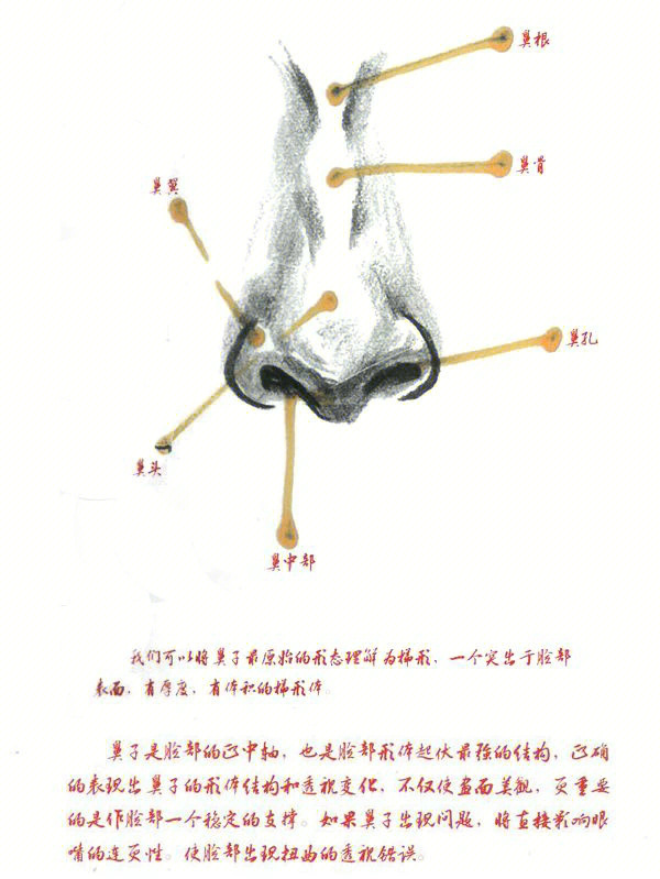 速写五官局部鼻子刻画步骤