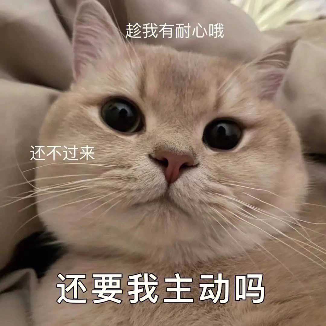 可可爱爱猫咪表情包