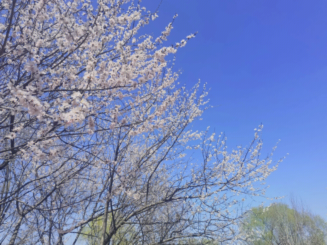 奥森的桃花开啦