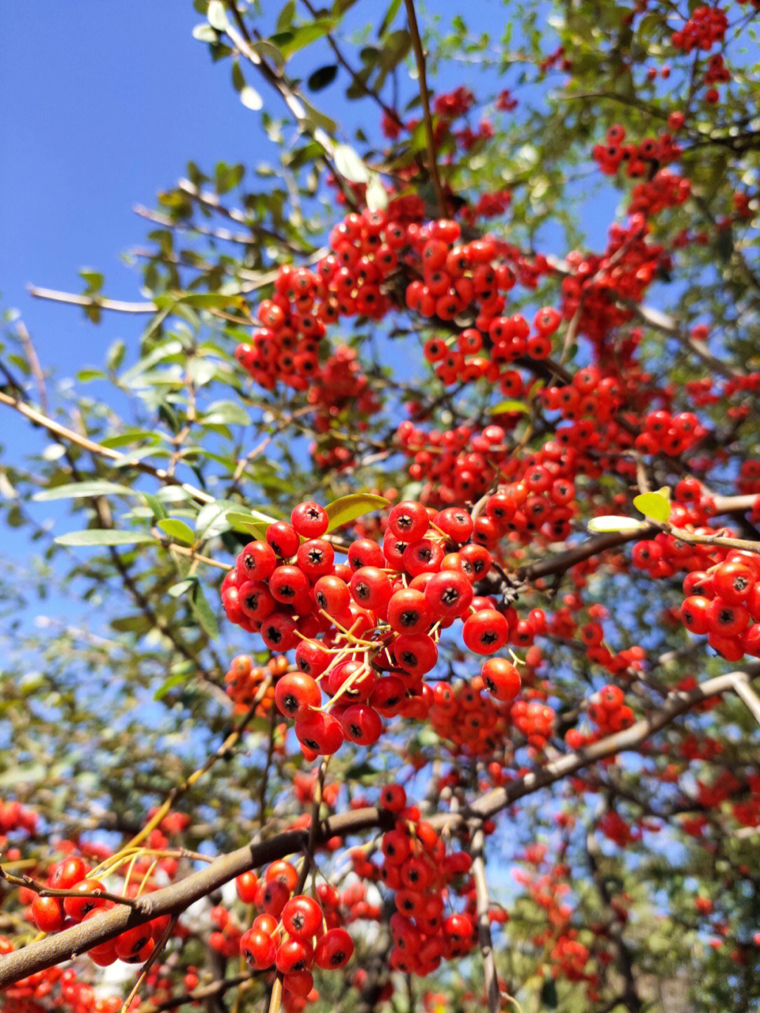 花红树果实图片图片