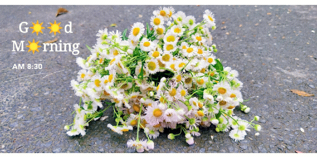 路边小野花的花语图片