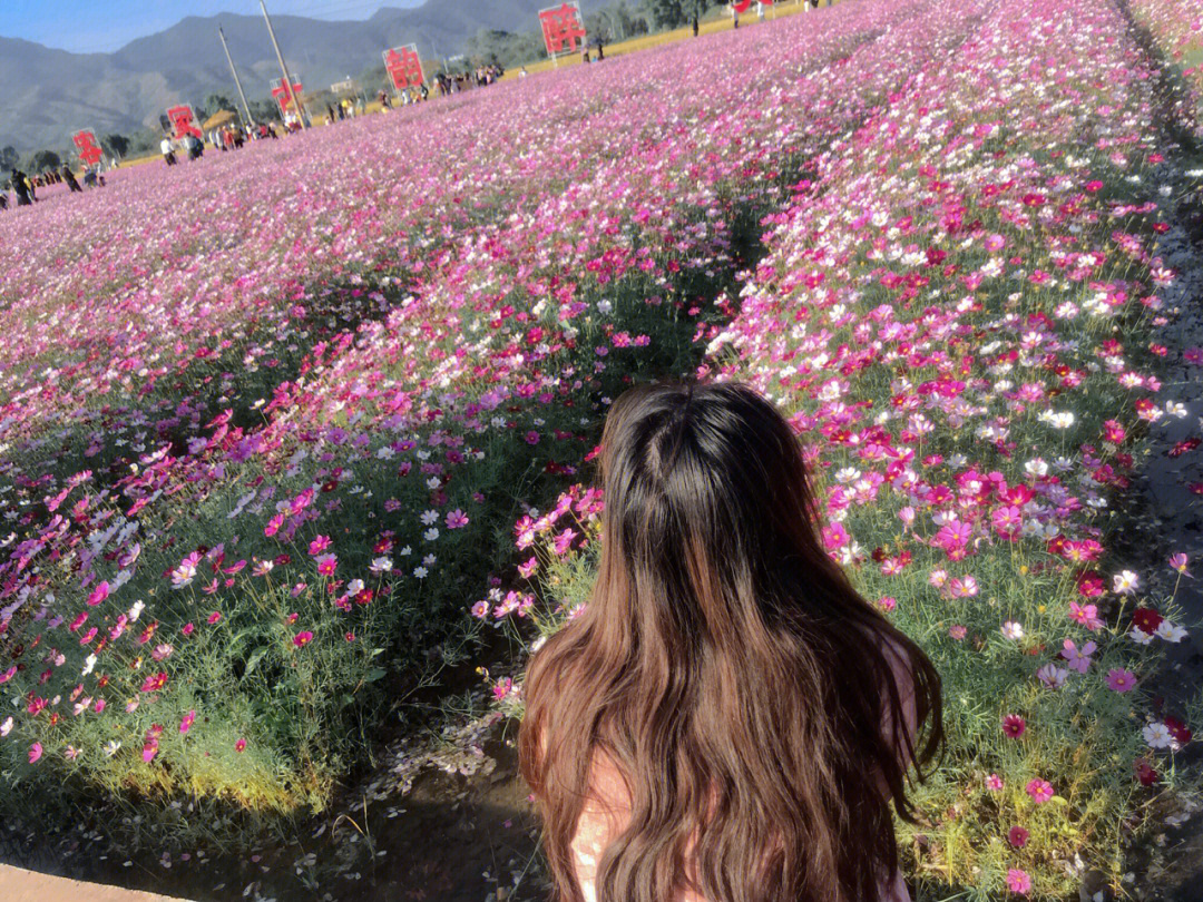 河源大湖寨花海图片