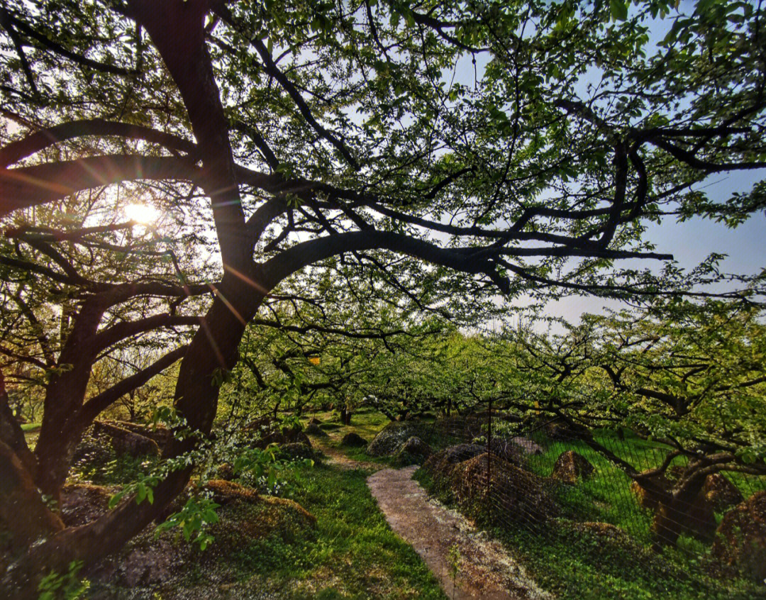 大邑雾中山青梅花图片