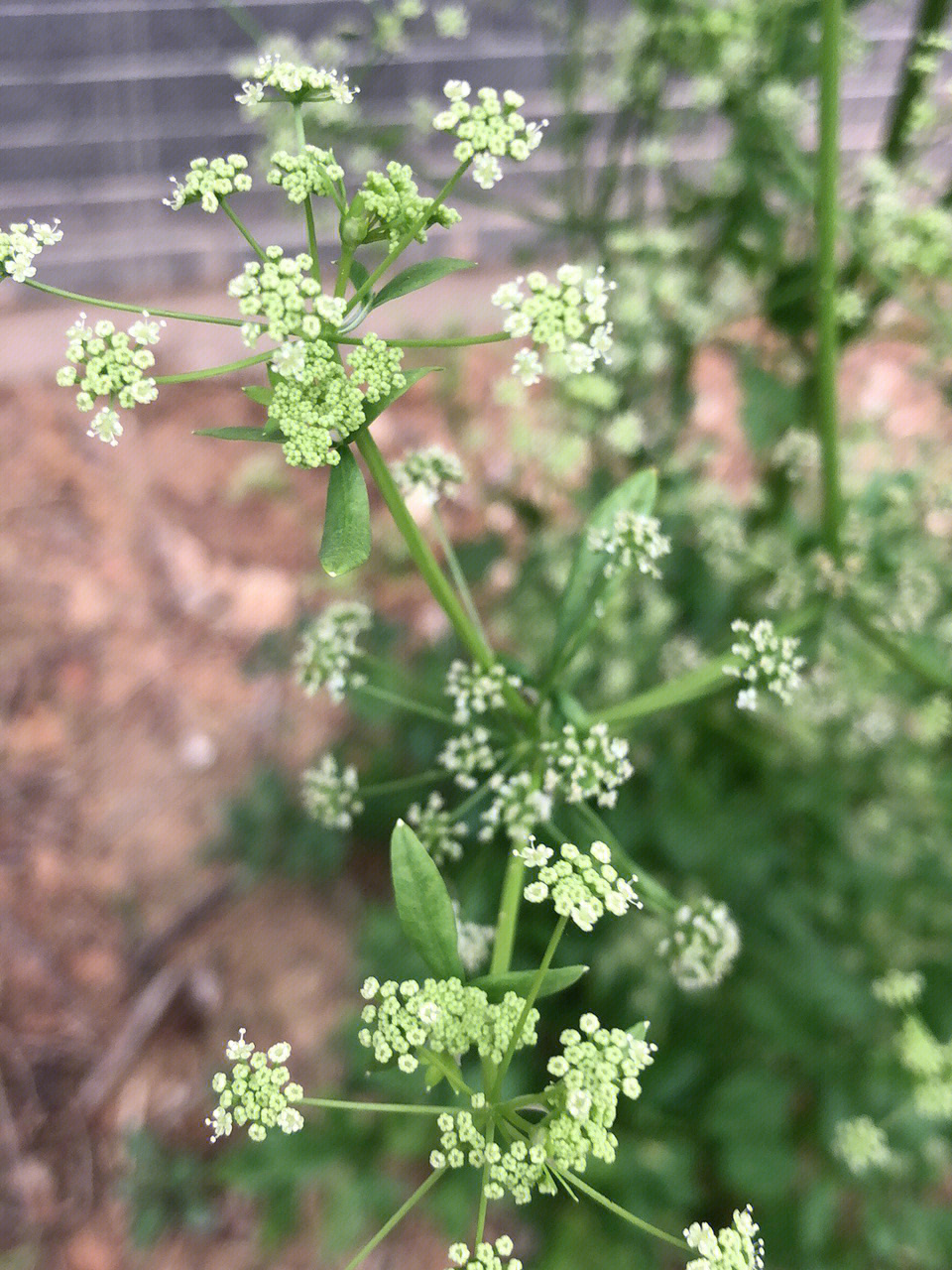 芹菜花的花语图片