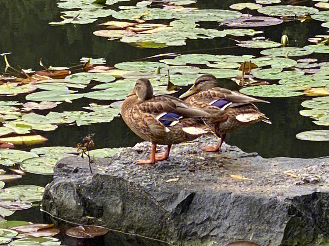 香山公园里的鸭子,酷爱单脚站立