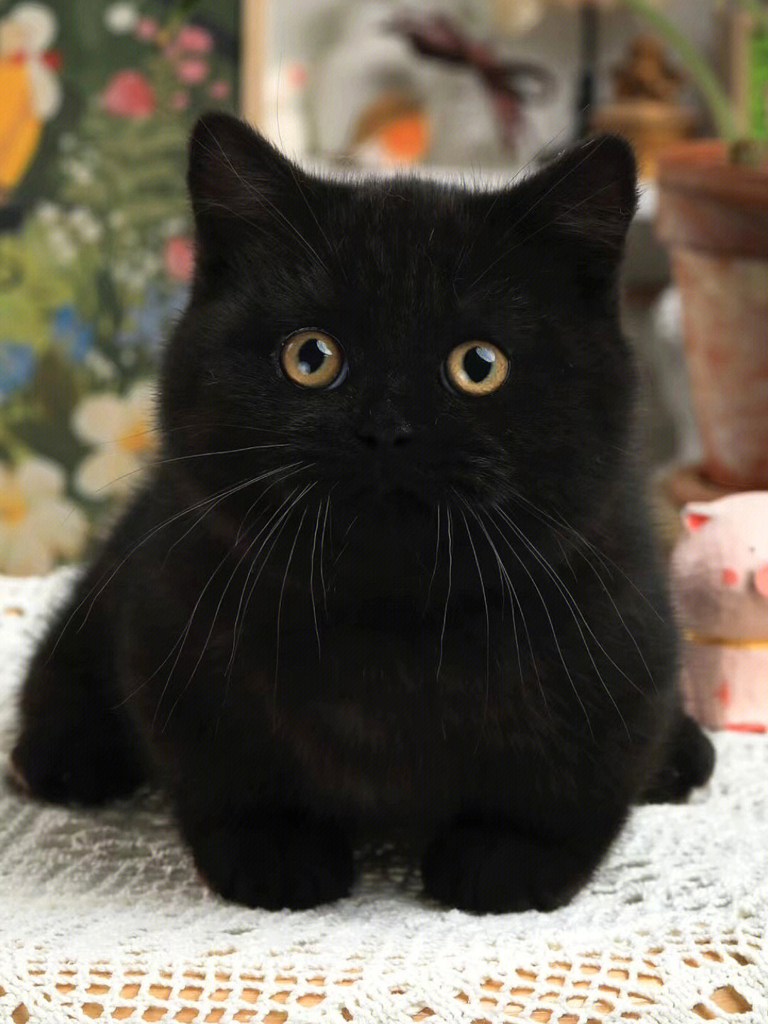 黑猫的品种 纯黑图片