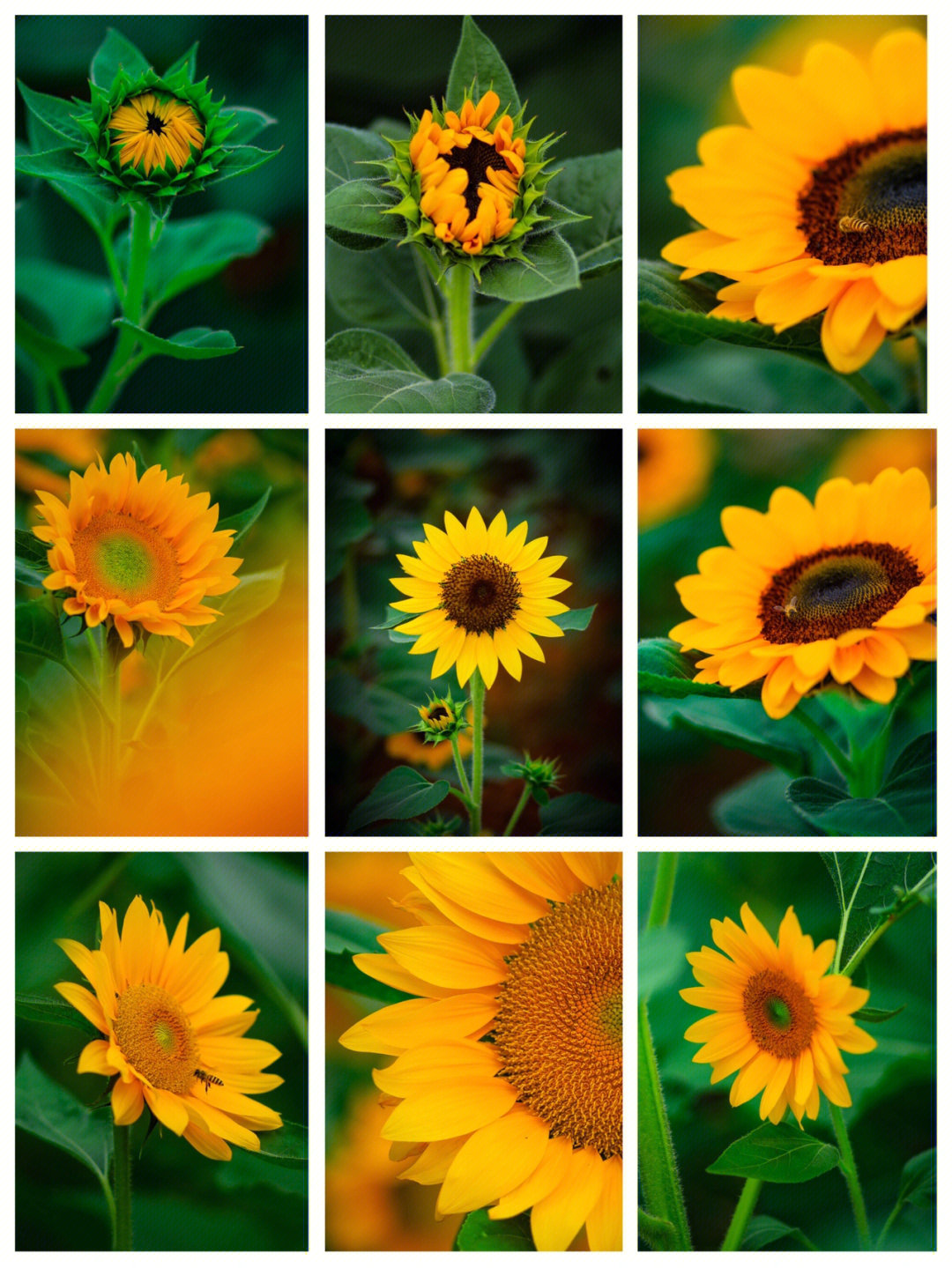 向日葵的种类和图片图片