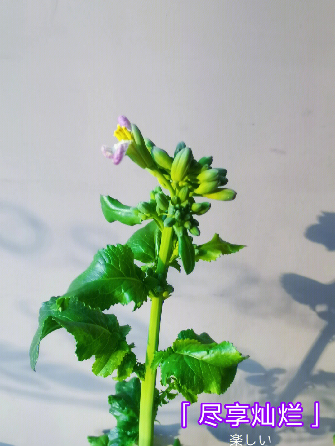 白菜花的生长过程记录图片