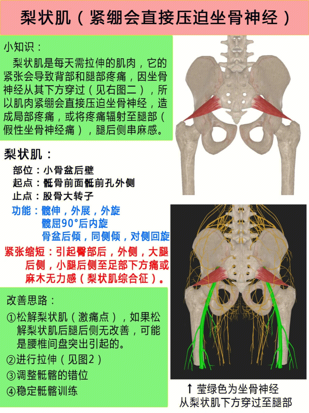 大腿肌肉核磁解剖图片