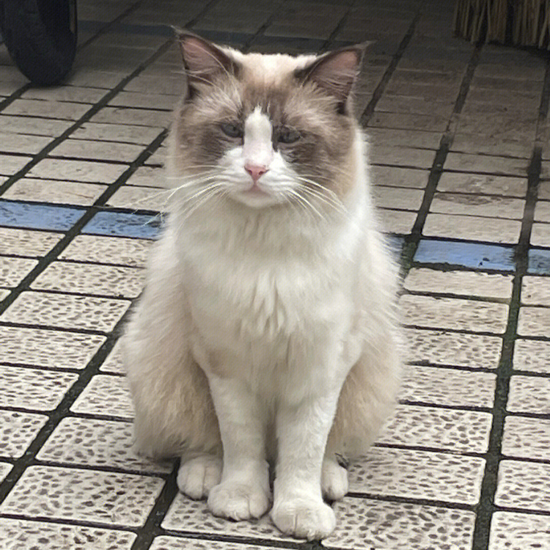 流浪猫流浪公主布偶猫后续