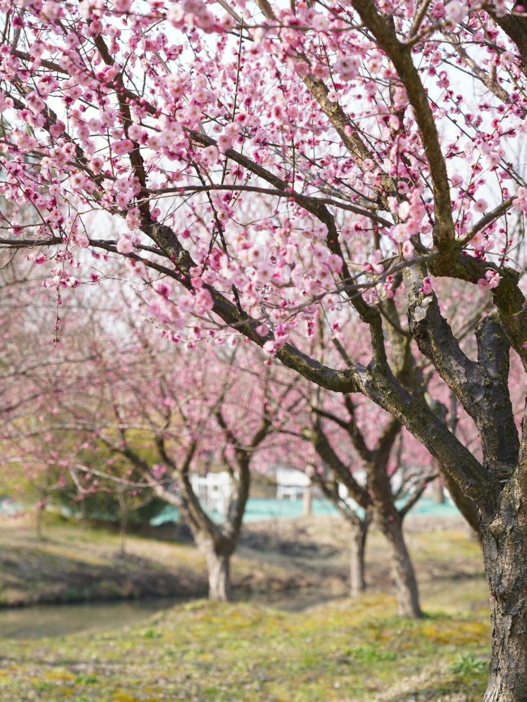 花开海上生态园梅花图片