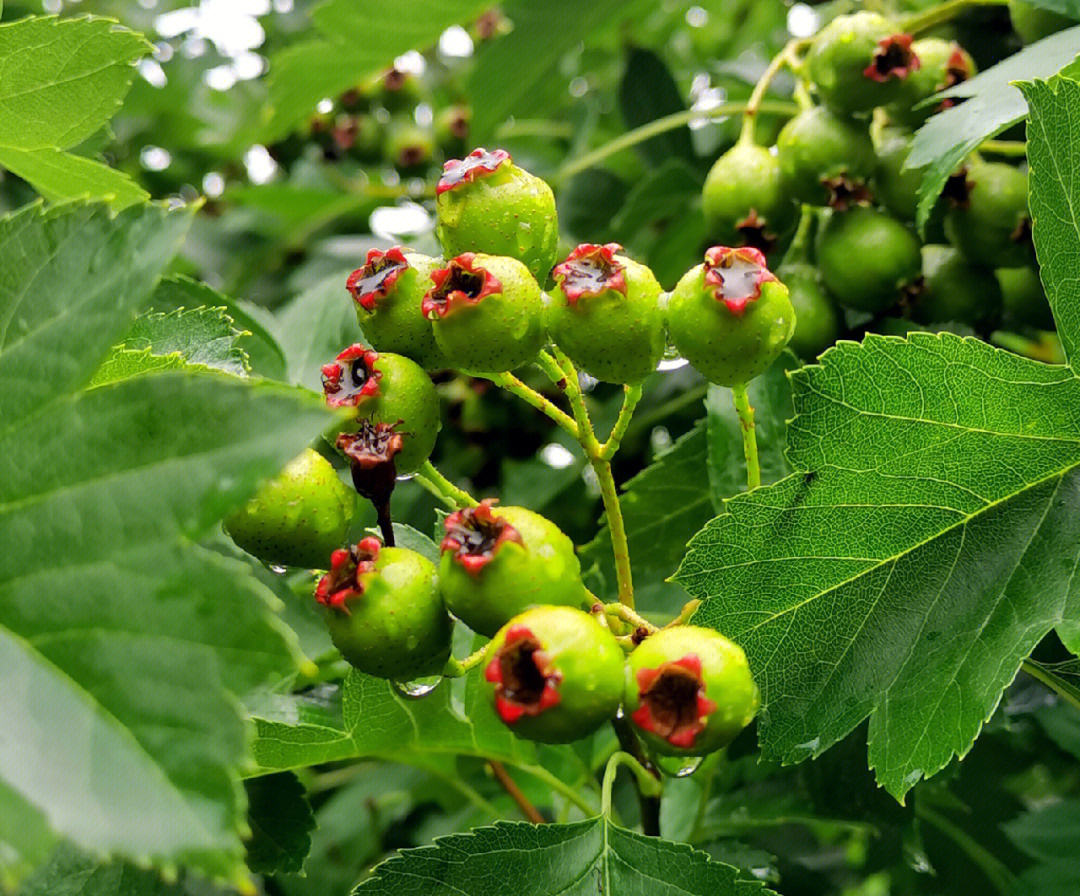 雨露滋润着,青青的果子挂满枝头,一场雨后,小山楂果张着红红的小嘴,喝