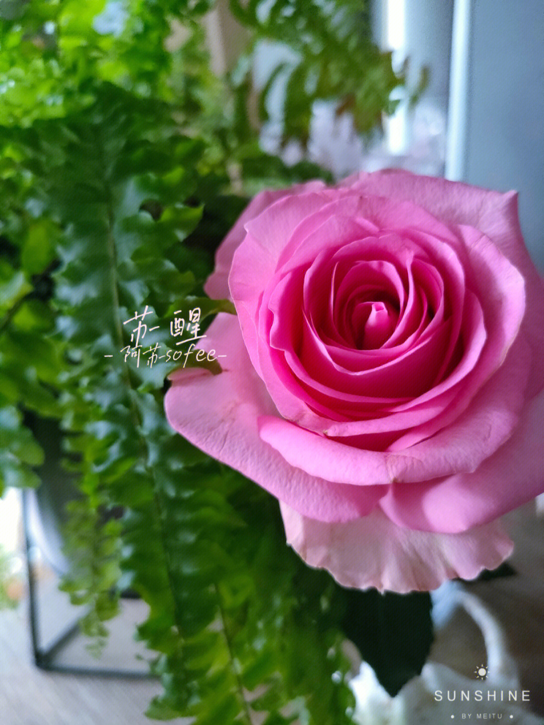 苏醒玫瑰花语图片