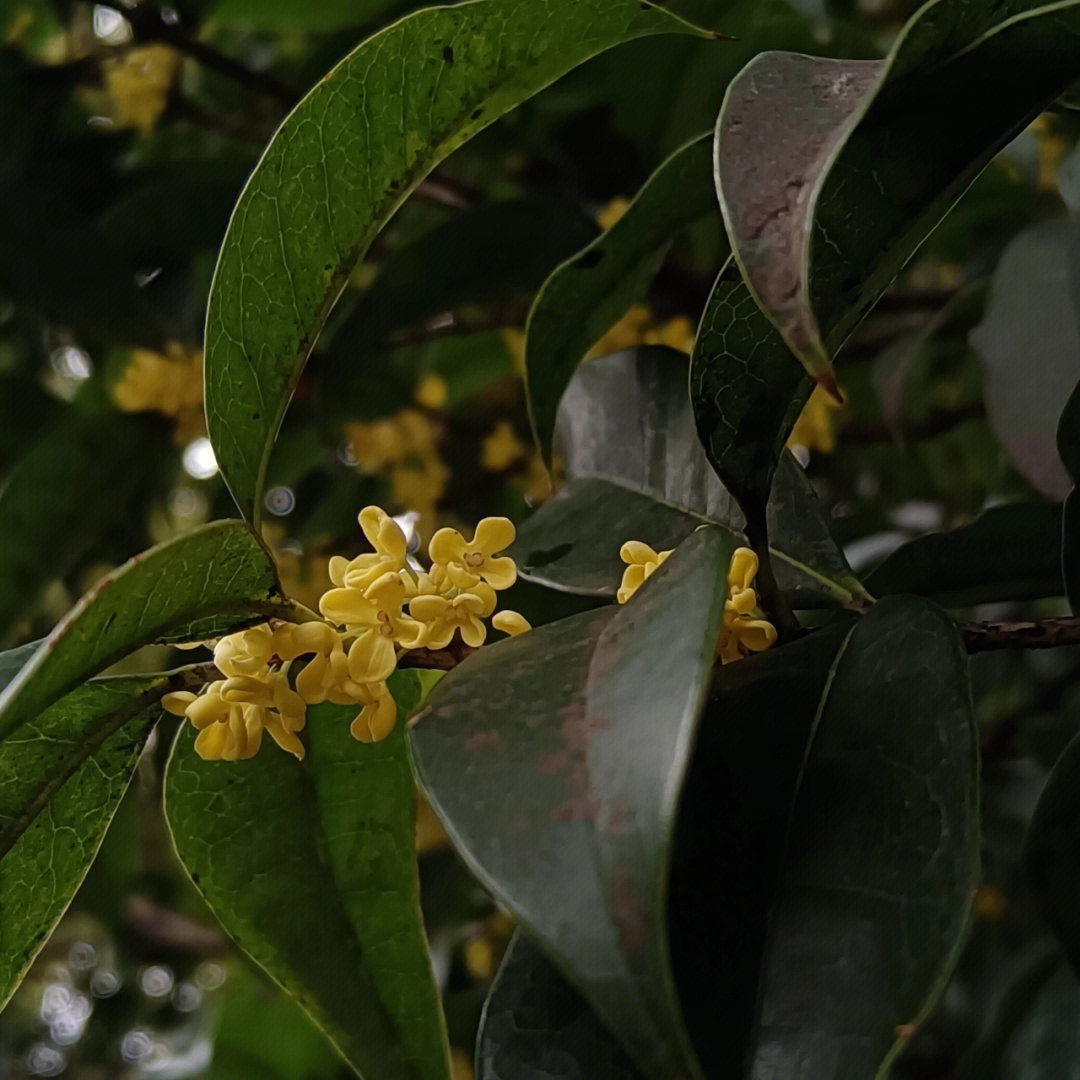 桂花是杭州的浪漫