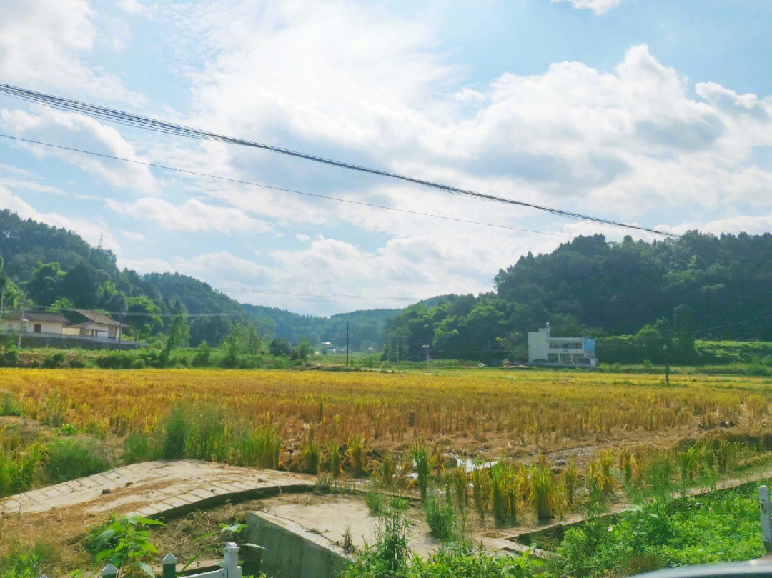 昨天去牛心村路上打卡的田园风景,阳光照在水稻上的那种画面,让人想到