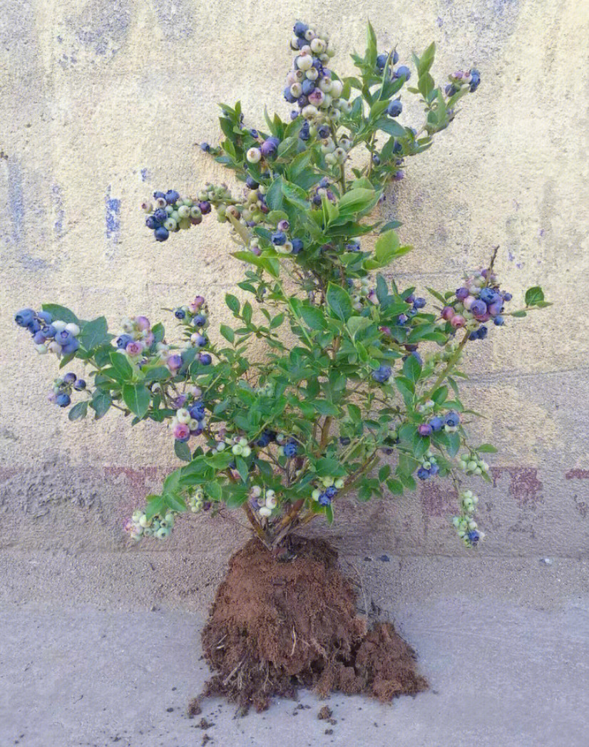 盆栽蓝莓苗