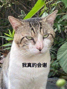 镇上的猫白白每天都是一副大冤种的表情