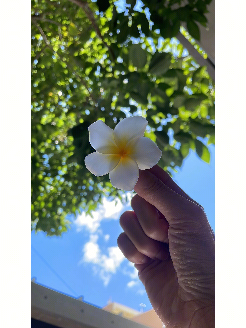 天空蓝配鸡蛋花太美啦