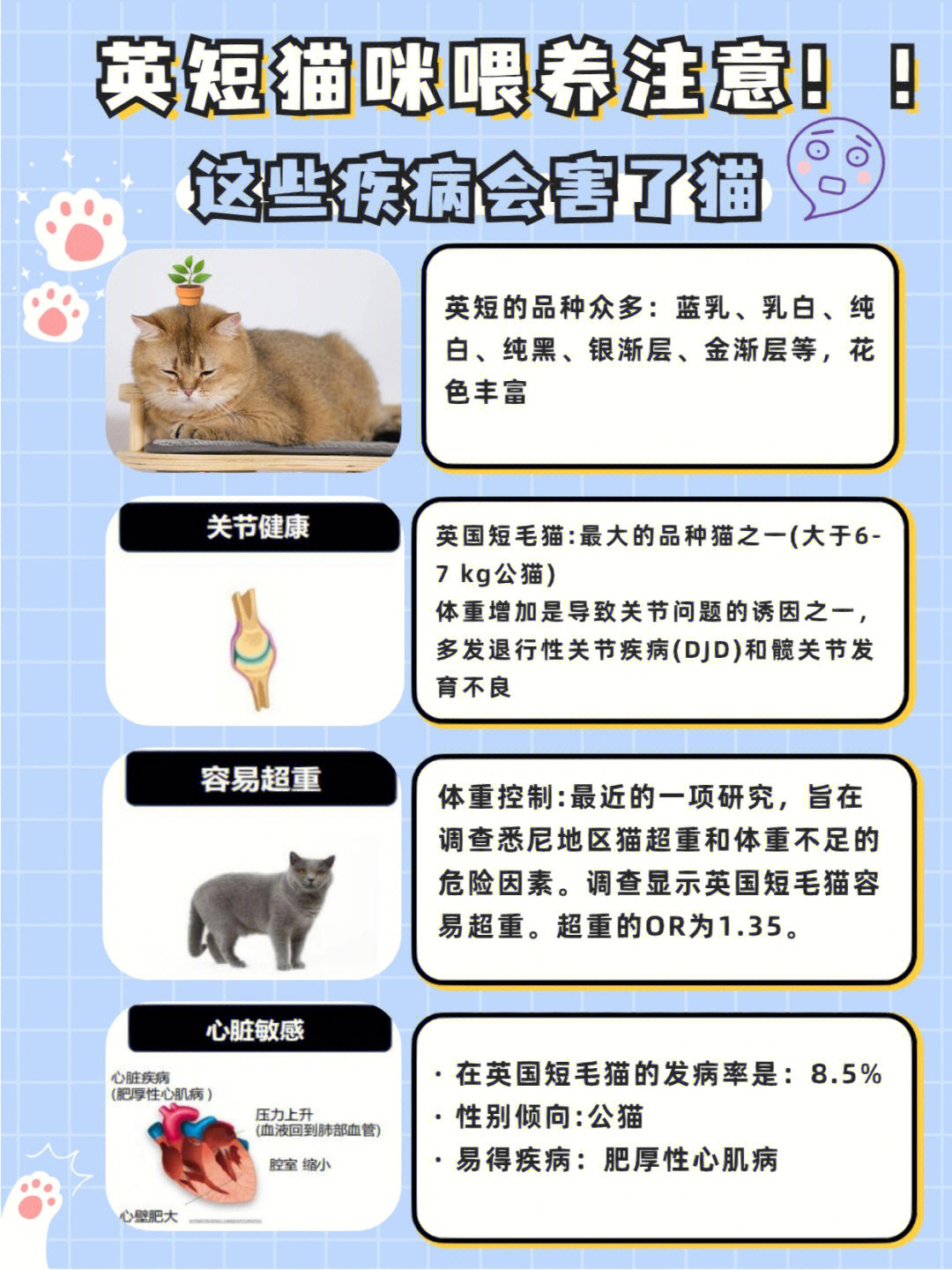 短尾猫为什么不能养图片