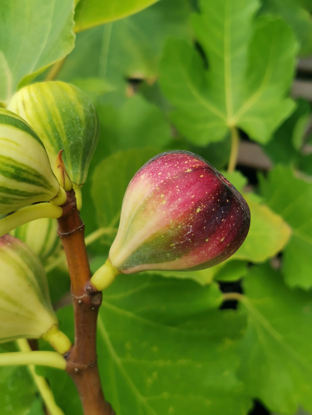 无花果的花放大图图片