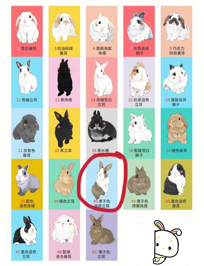 各种兔子的图片和名称图片