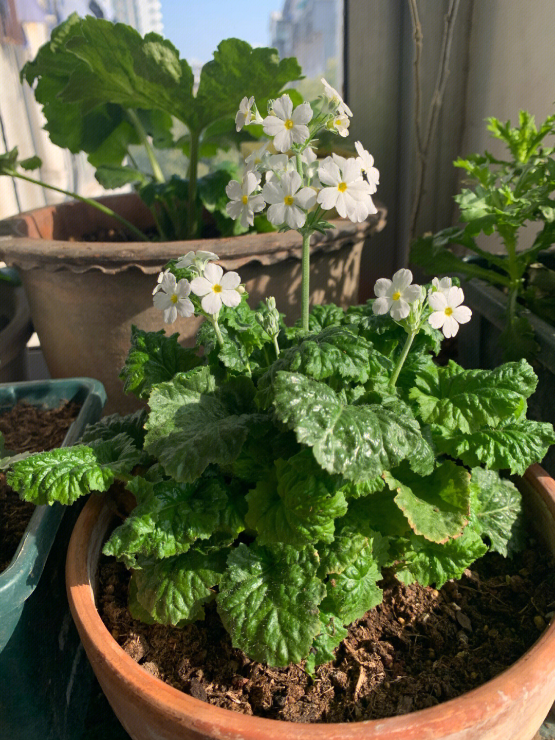 樱菜植物图片图片