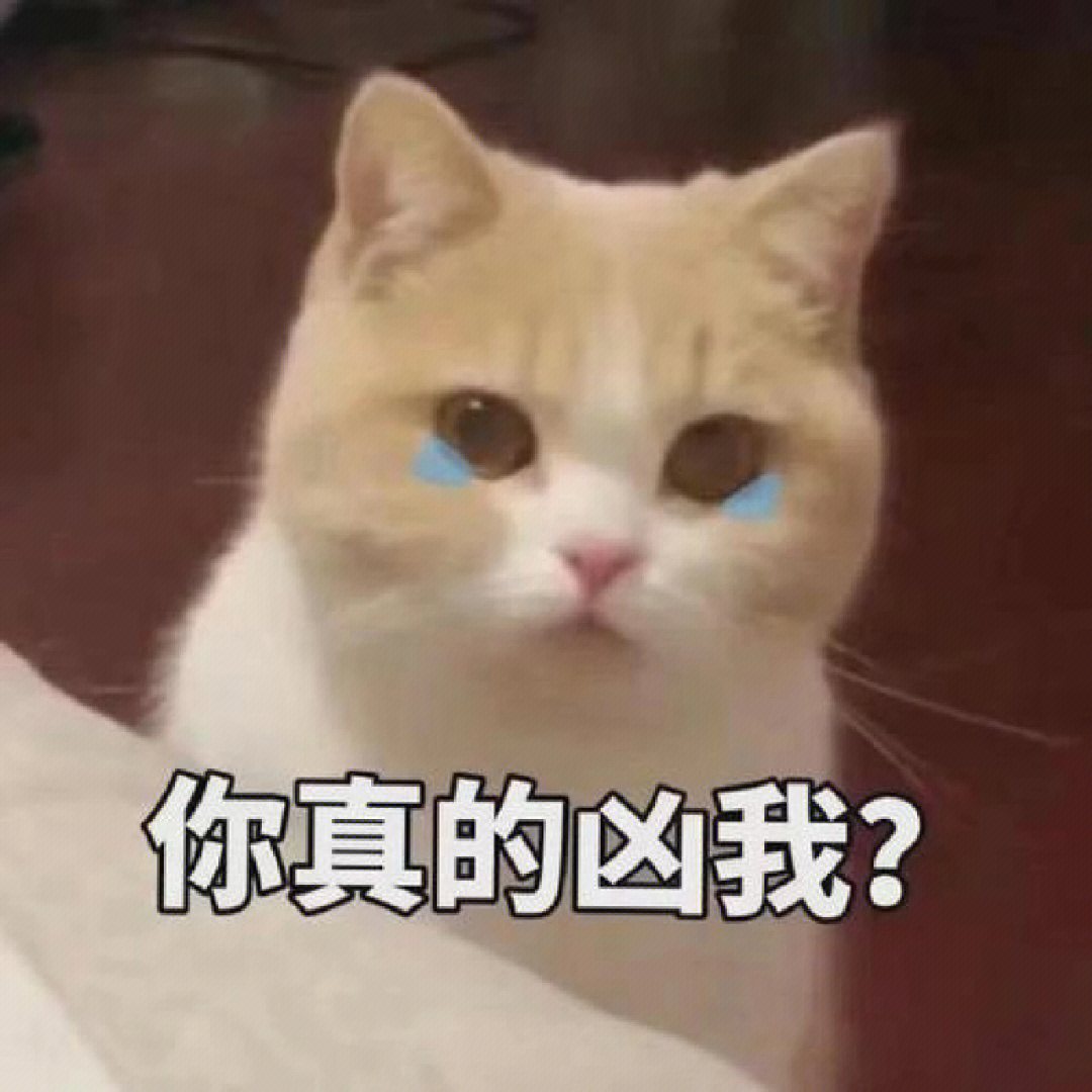 猫咪表情包文案图片