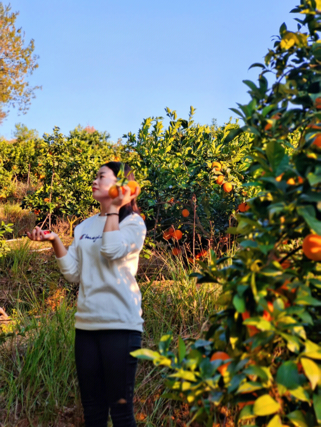 赣南小山村橙子园随处可见