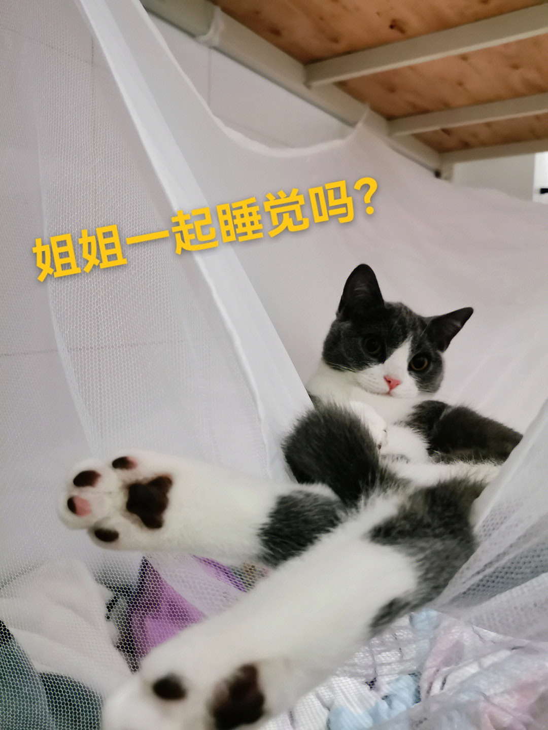 猫咪日常 哥哥姐姐们一起来玩呀