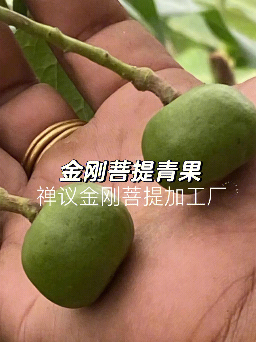 金刚菩提果实能吃吗图片