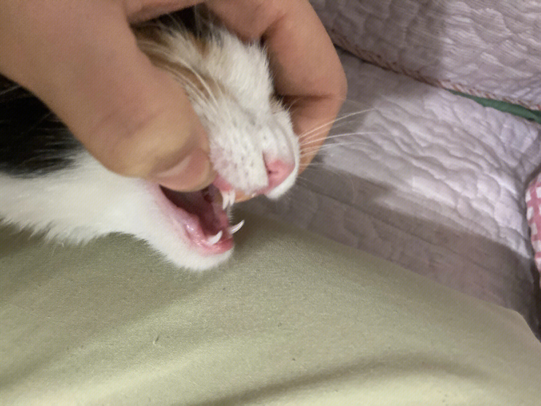 猫咪换牙顺序图片