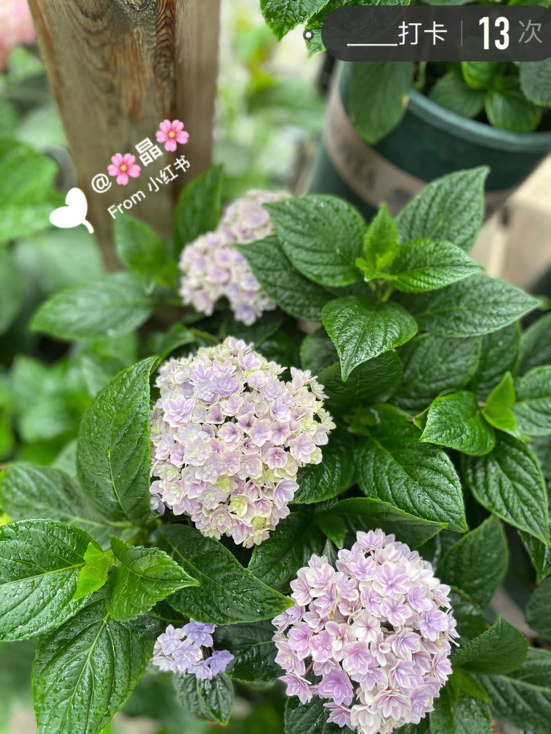 夏洛特绣球花优缺点图片