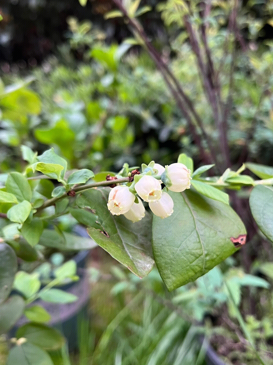 兔眼蓝莓开花图片