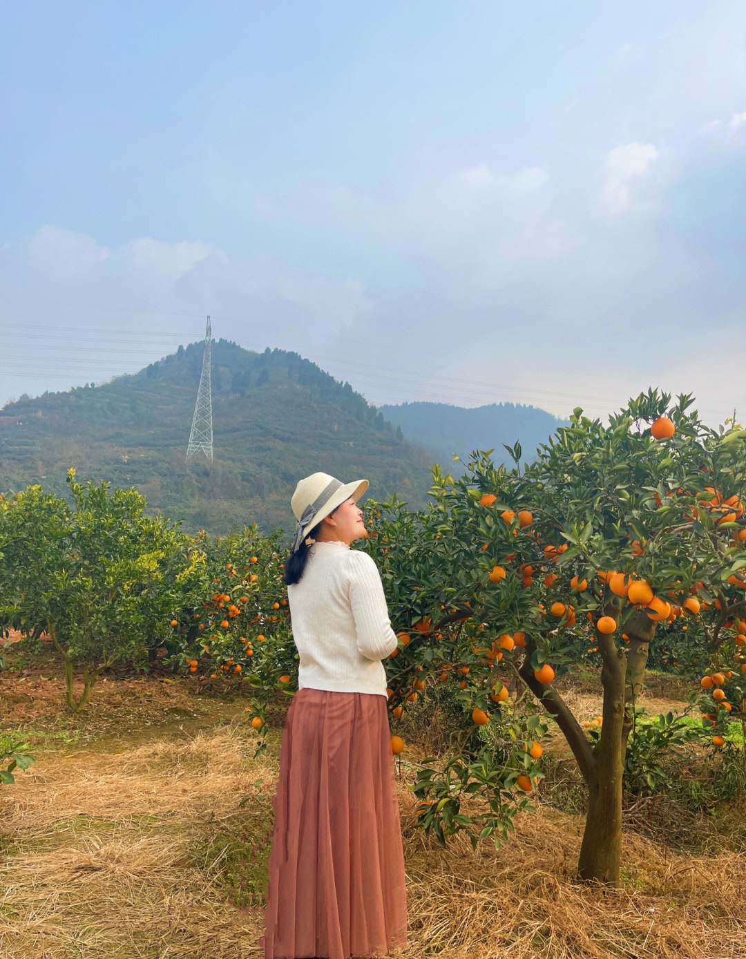 快去龙泉鸡公嘴拍照买各种橘子,工农11组,不要往山上开,就在半山腰