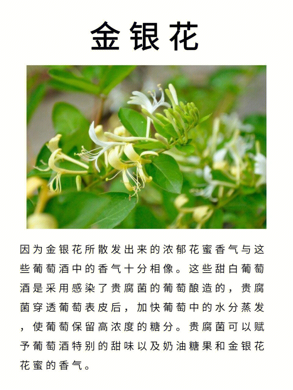 金雁花酒图片