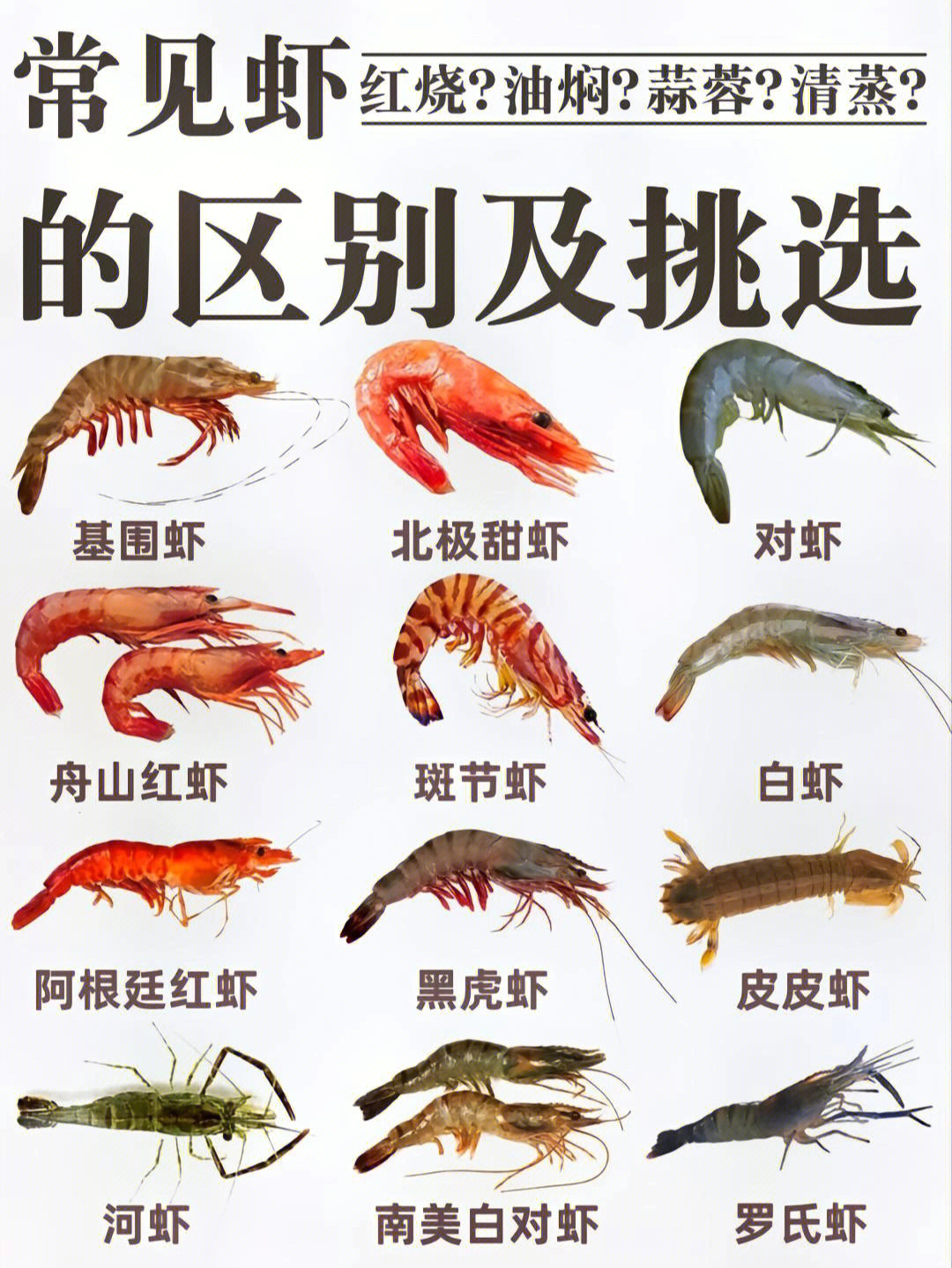 虾类大全名称图片图片