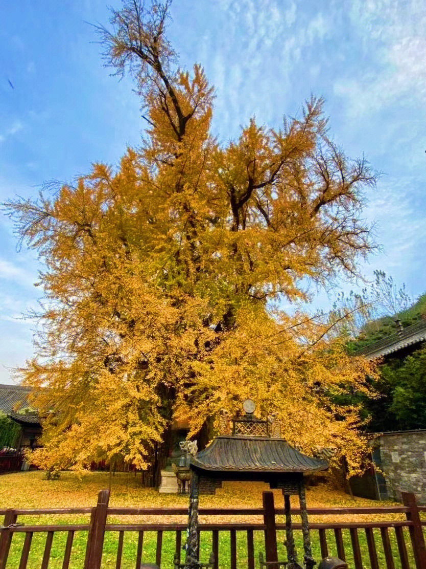 西安赏秋好去处古观音禅寺千年银杏树