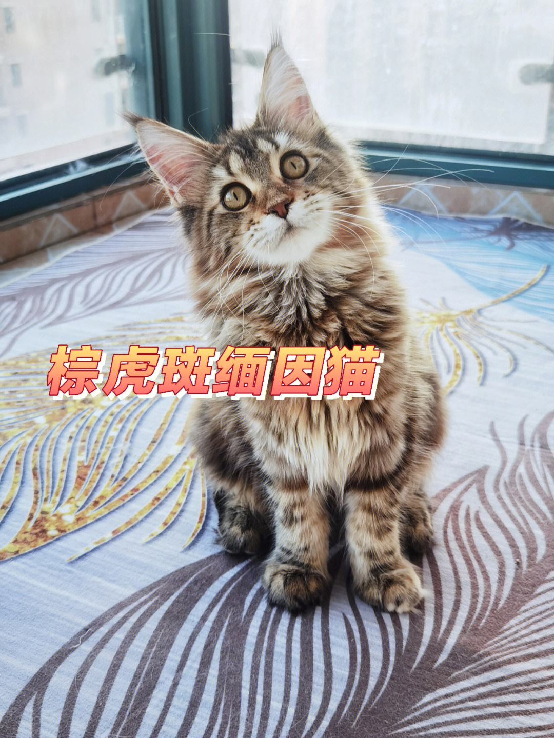 虎斑猫咪名字大全母猫图片