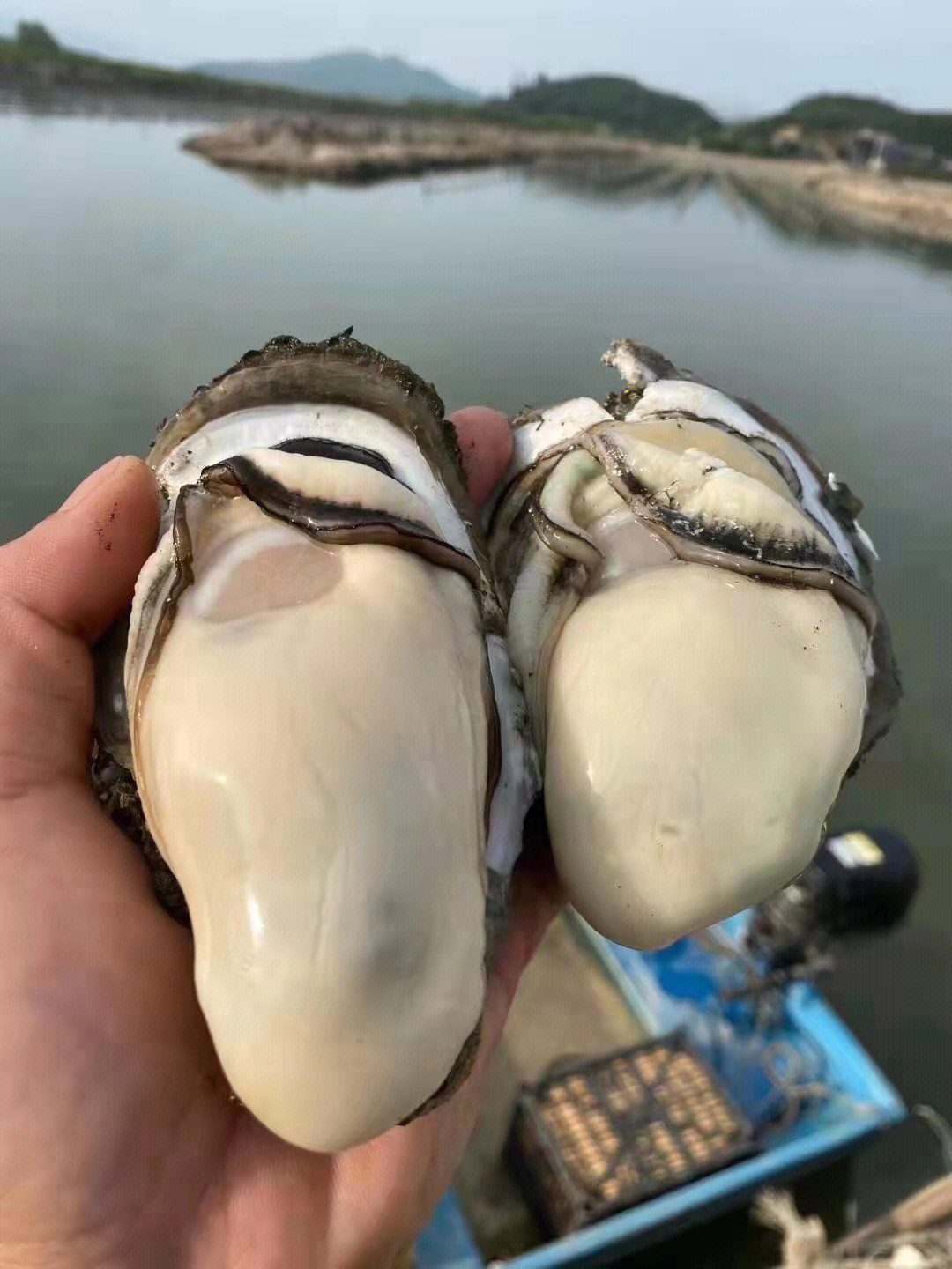 阳江市程村镇这里有出名的红树林湿地我们的生蚝是在这附近的海域吊养