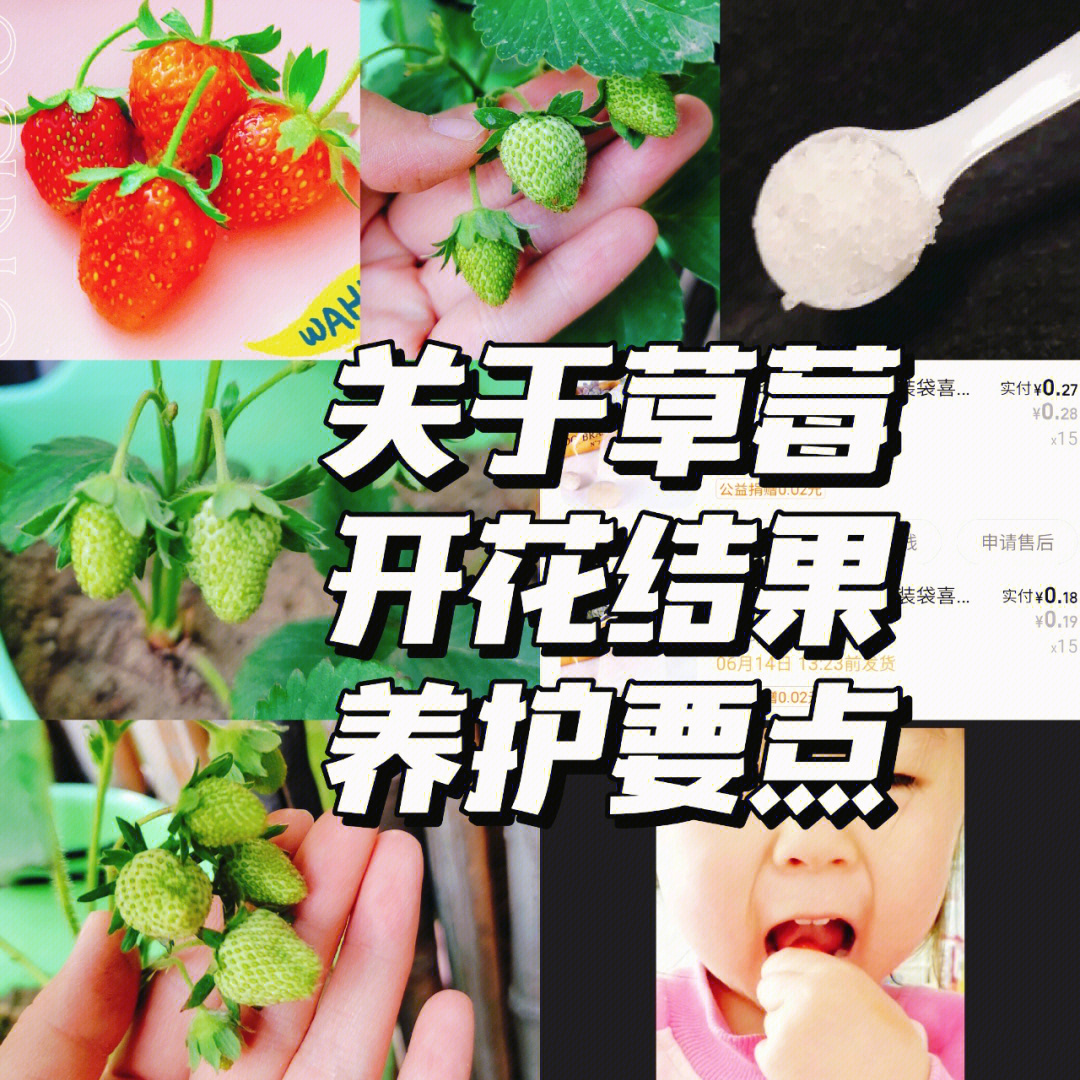 种草莓要避开哪些位置图片