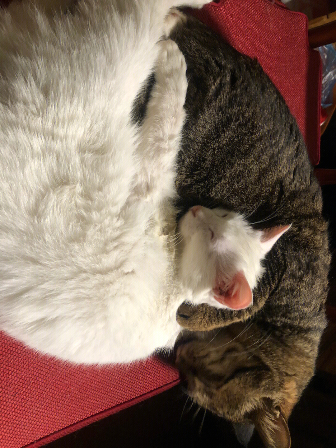 今天下雨俩猫抱一起睡觉
