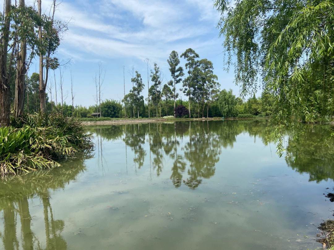 新津斑竹林适合露营散步的好地方