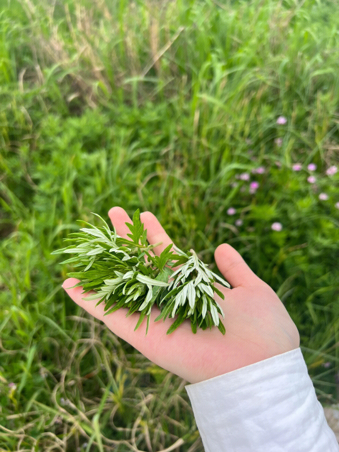 野生藜蒿开花图片图片