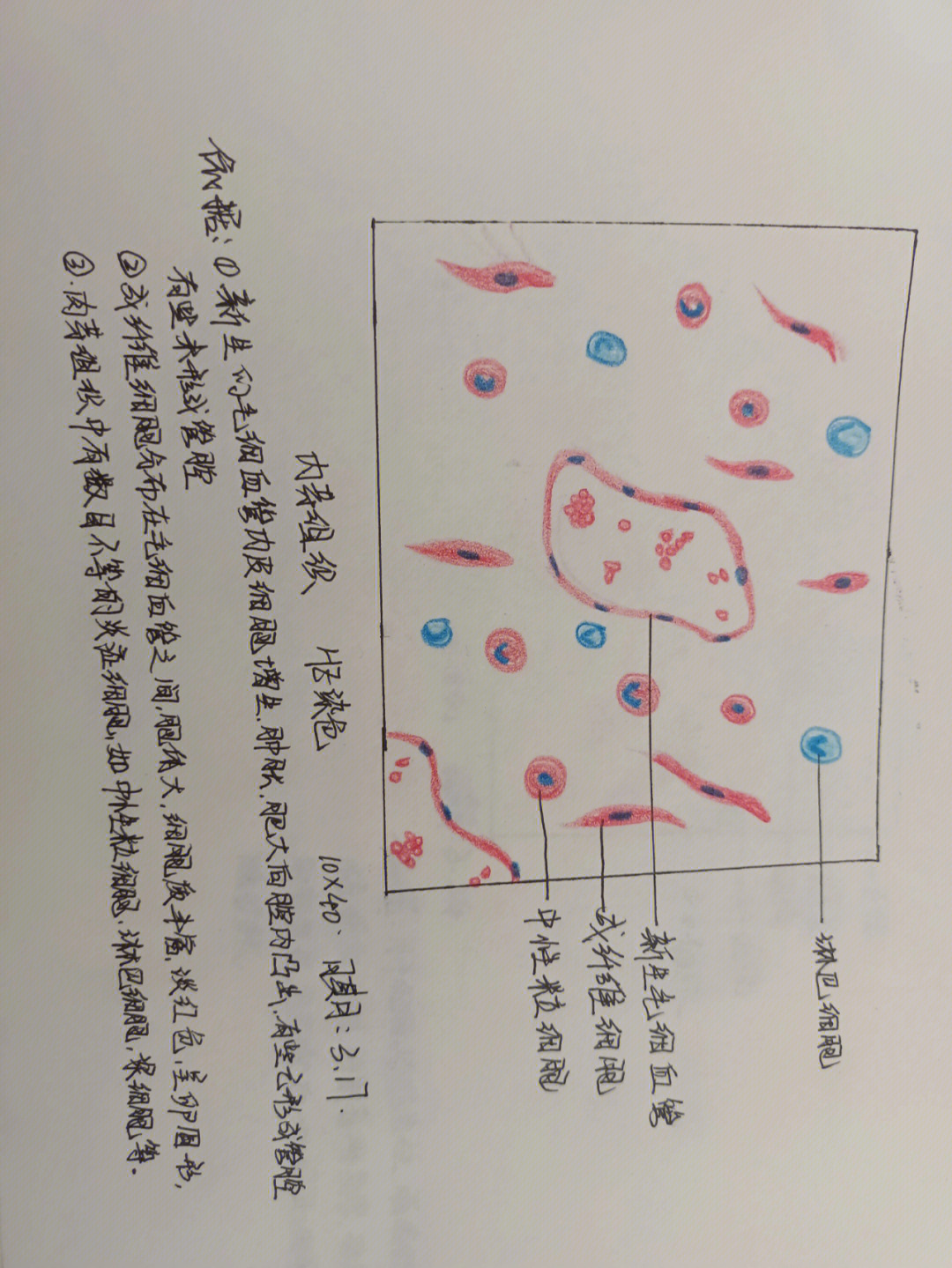 疟原虫红蓝铅笔绘图图片