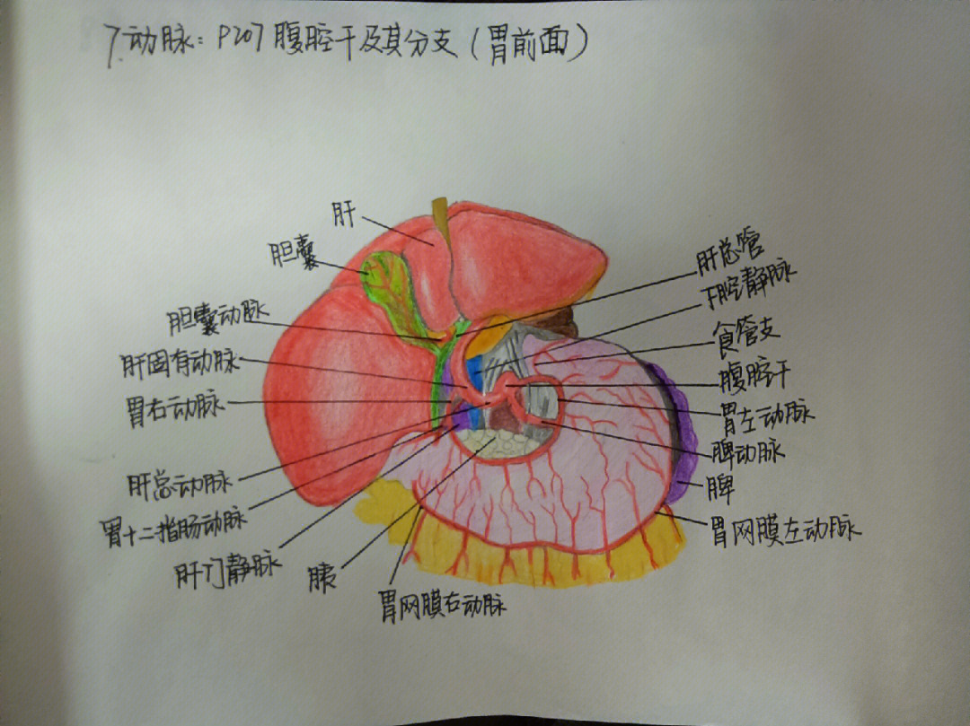 腹腔干及其分支结构图图片