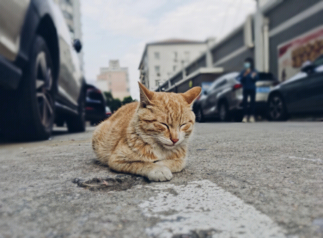 小区里的流浪猫