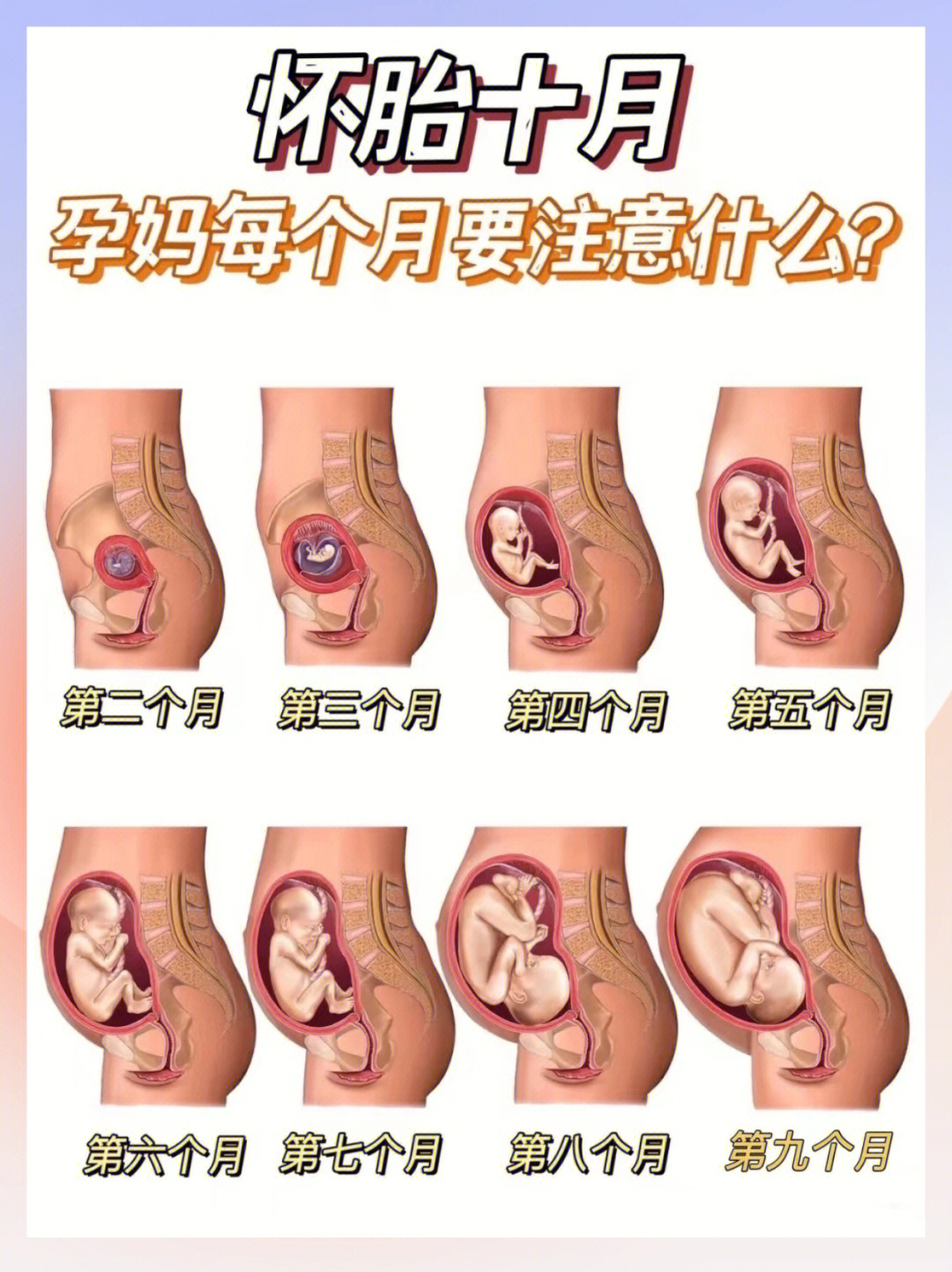 怀孕1一9月胎位变化图图片